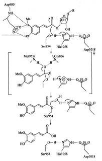 植物生物技術與微生物阿魏酸酯酶研究進展